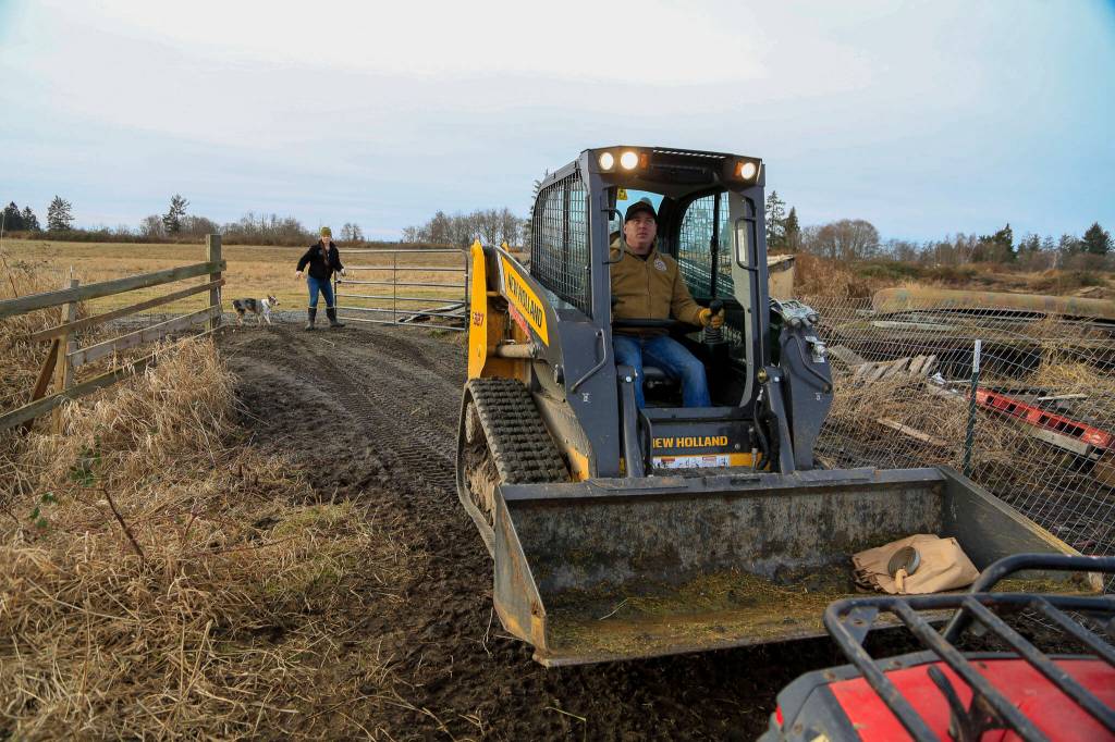 Tara Luckie, 38, and Scott Luckie, 37 finish up brushing cattle at Luckie Farms on Wednesday, in Lake Stevens. The couple keep many of the Highland cattle as pets, but also raise some for others as meat. (Annie Barker / The Herald)