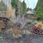 Winter seed heads in Steve Smiths garden in Marysville. (Sunnyside Nursery)
