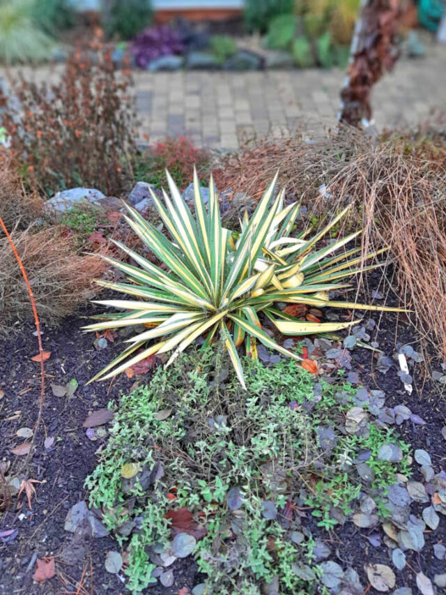 Color guard yucca in Steve Smiths garden. (Sunnyside Nursery)