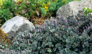 Sedum cauticola 'Lidakense' and the image credit goes to Richie Steffen.