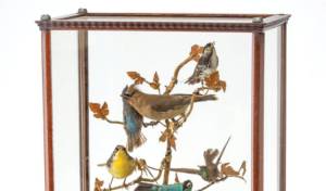 Photo Caption: Taxidermy birds were fashionable in the nineteenth century. Opposition to the trend led to conservation movements that still exist today.  (c) 2023 by Cowles Syndicate Inc.