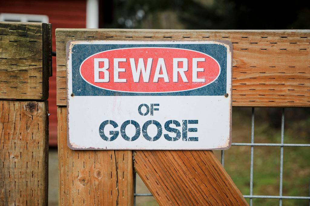 A Beware of Goose sign at Hearth and Haven Farm in Monroe, Washington on Wednesday, Jan. 11, 2023. (Annie Barker / The Herald)