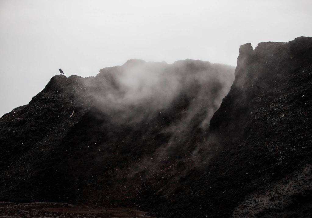 A crow sits on a steaming pile of compost on Thursday, Jan. 12, 2023 in Everett, Washington. (Olivia Vanni / The Herald)
