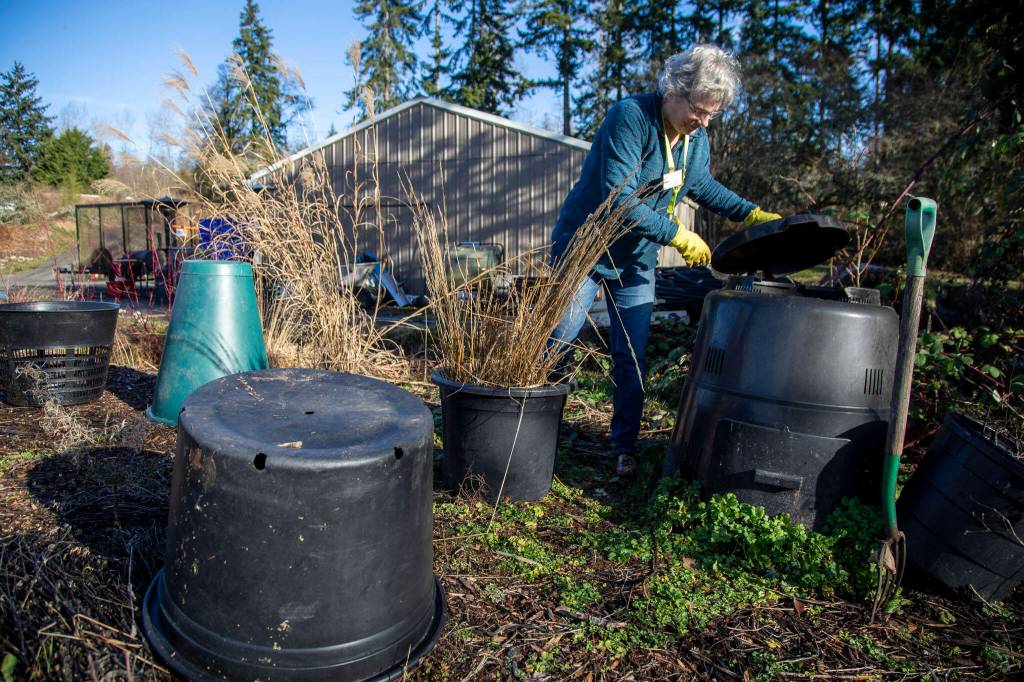 Master Gardener Jackie Trimble, 68, checks on compost in the backyard of her home in Lake Stevens, Washington on Wednesday, Jan. 11, 2023. (Annie Barker / The Herald)