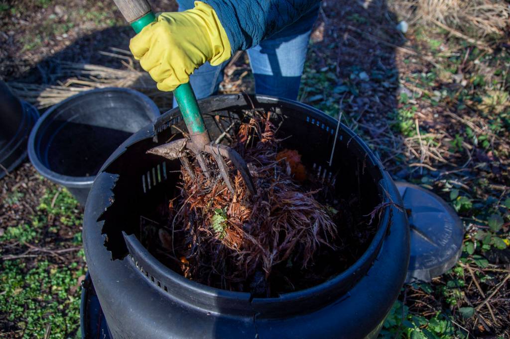 Master Gardener Jackie Trimble, 68, mixes yard waste into her compost in the backyard of her home in Lake Stevens, Washington on Wednesday, Jan. 11, 2023. (Annie Barker / The Herald)