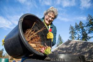 Master Gardener Jackie Trimble, 68, checks on compost in the backyard of her home in Lake Stevens, Washington on Wednesday, Jan. 11, 2023.  (Annie Barker / The Herald)