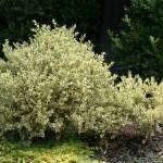 Buxus sempervirens Aureovariegata, commonly called variegated boxwood. (Richie Steffen)