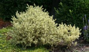 The GPP for tomorrow is Buxus sempervirens 'Aureovariegata', commonly called variegated boxwood, and the image credit goes to Richie Steffen.