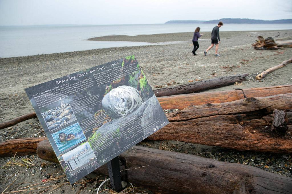 Two people walk along the beach at Meadowdale Beach Park on Jan. 12, in Edmonds. (Ryan Berry / The Herald)