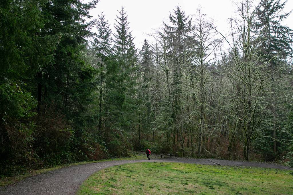 A jogger reaches the top of the mile-long path while getting some exercise on a rainy day at Meadowdale Beach Park on Jan. 12, in Edmonds. (Ryan Berry / The Herald)