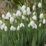 Galanthus elwesii, commonly called giant snowdrop. (Richie Steffen)