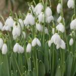 The GPP for next Tuesday, January 24th is Galanthus elwesii, commonly called giant snowdrop, and the image credit goes to Richie Steffen.