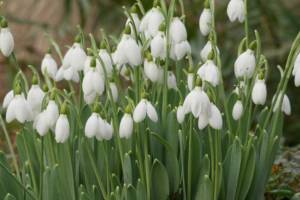 The GPP for next Tuesday, January 24th is Galanthus elwesii, commonly called giant snowdrop, and the image credit goes to Richie Steffen.