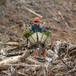 A worker, carrying two sacks full of seedlings, climbs over the difficult terrain while planting trees at the site of the Middle May timber sale in the Reiter Foothills on Jan. 26, outside Gold Bar. (Ryan Berry / The Herald)