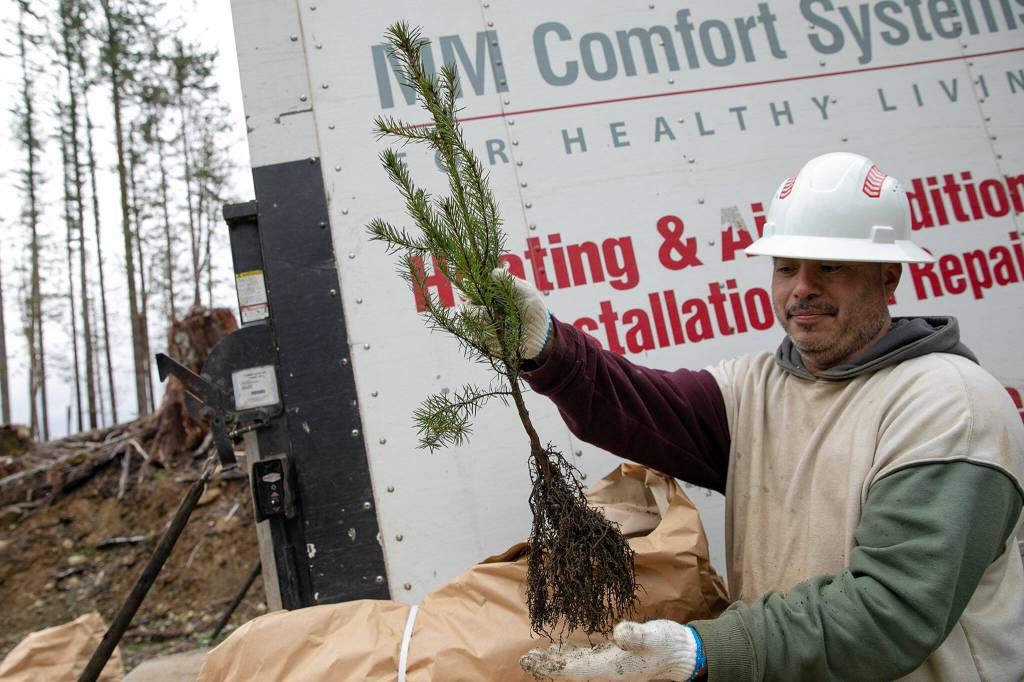 Jose Rodriguez holds a Douglas fir seedling while working with a large crew to replant trees at the site of the Middle May timber sale in the Reiter Foothills on Jan. 26, outside Gold Bar. (Ryan Berry / The Herald)
