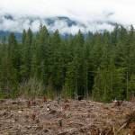 Workers traverse the site of the Middle May timber sale while planting new trees in the Reiter Foothills on Jan. 26, outside Gold Bar. (Ryan Berry / The Herald)