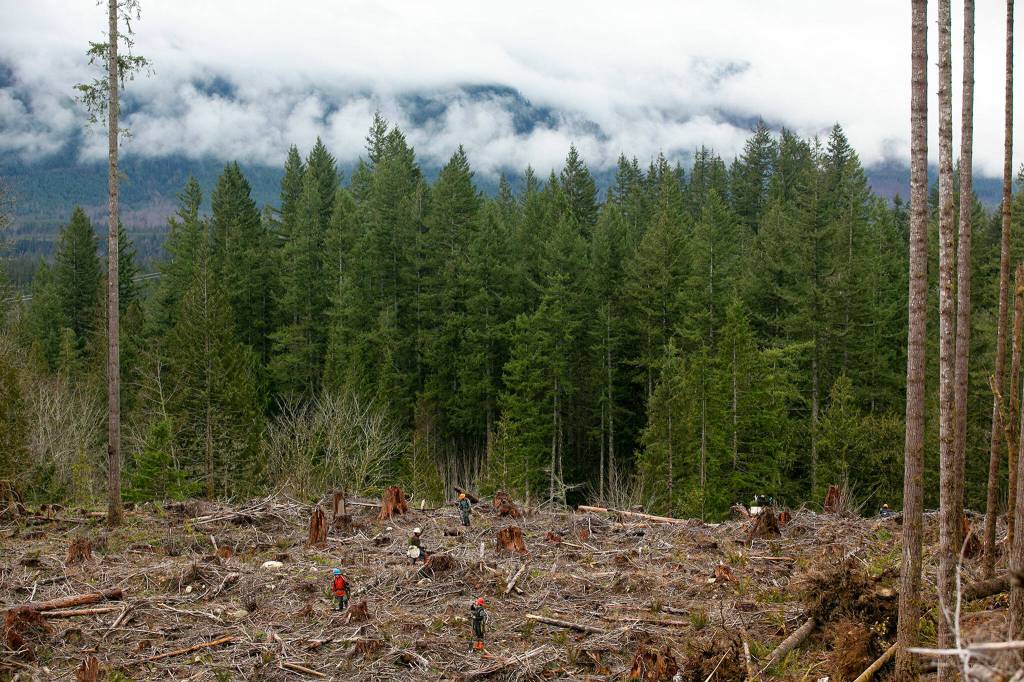 Workers traverse the site of the Middle May timber sale while planting new trees in the Reiter Foothills on Jan. 26, outside Gold Bar. (Ryan Berry / The Herald)