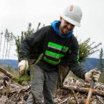 A worker plants seedlings at the site of the Middle May timber sale in the Reiter Foothills on Jan. 26, outside Gold Bar. (Ryan Berry / The Herald)