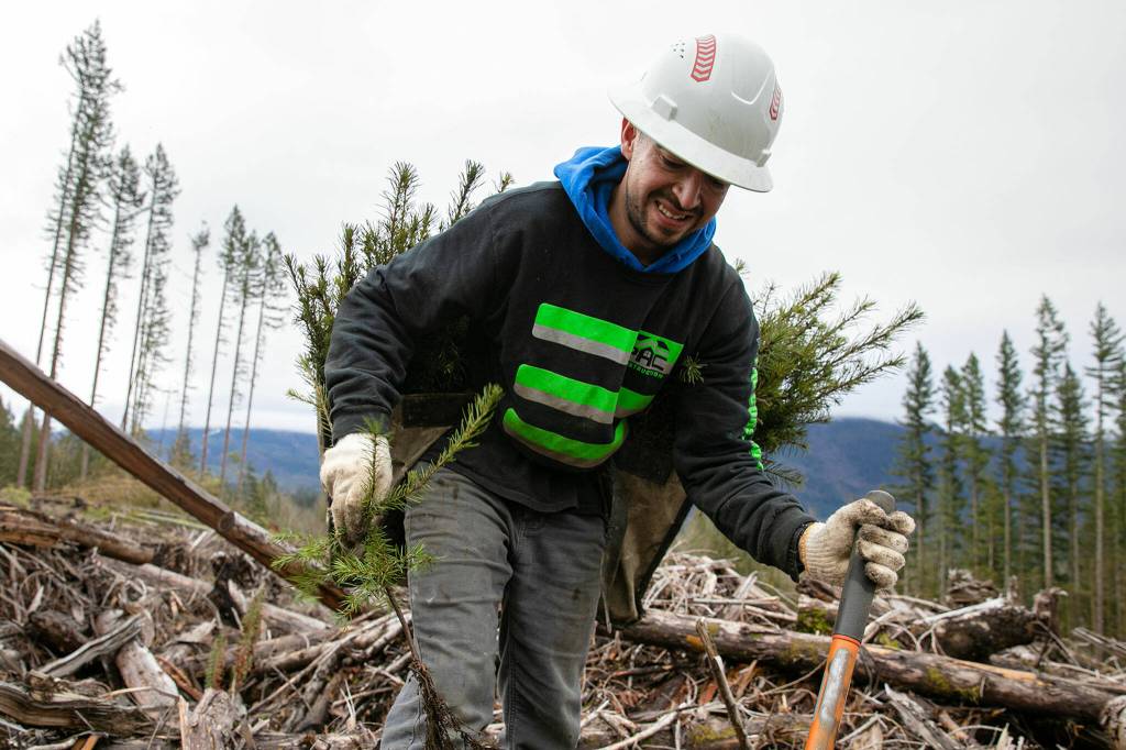 A worker plants seedlings at the site of the Middle May timber sale in the Reiter Foothills on Jan. 26, outside Gold Bar. (Ryan Berry / The Herald)