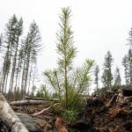 A Douglas fir seedling stands about a foot high at the site of the Middle May timber sale in the Reiter Foothills on Jan. 26, outside Gold Bar. The trees planted will grow for decades before being harvested. (Ryan Berry / The Herald)