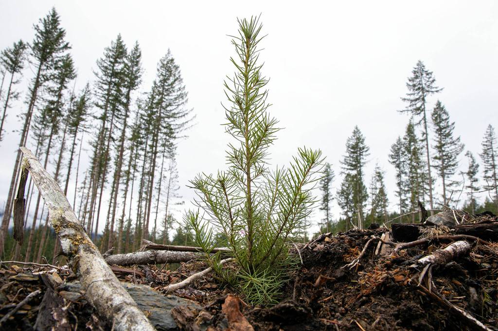 A Douglas fir seedling stands about a foot high at the site of the Middle May timber sale in the Reiter Foothills on Jan. 26, outside Gold Bar. The trees planted will grow for decades before being harvested. (Ryan Berry / The Herald)