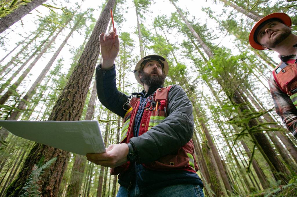 John Moon, a DNR forester, uses a map while standing along a rerouted trail in the Reiter Foothills on Jan. 26, outside Gold Bar. Crews and volunteers intend to get the trail back in good shape after going unmaintained for a few years. (Ryan Berry / The Herald)