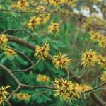 Hamamelis mollis, commonly called Chinese witch hazel. (Great Plant Picks)