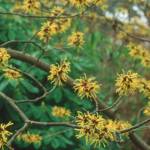 The GPP for tomorrow is Hamamelis mollis, commonly called Chinese witch hazel, the image credit goes to Great Plant Picks