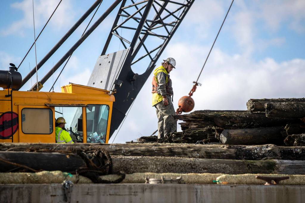 A team works to remove old toxic pilings from the water as part of larger salmon restoration plan near Ebey Waterfront Park on Feb. 10 in Marysville. (Annie Barker / The Herald)