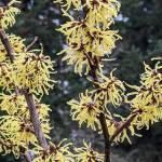 Arnold Promise Witch Hazel produces large, clear yellow flowers with reddish centers, and it blooms in late winter. (Richie Steffen)