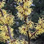 Arnold Promise Witch Hazel produces large, clear yellow flowers with reddish centers, and it blooms in late winter. (Richie Steffen)