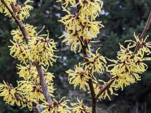 Arnold Promise Witch Hazel produces large, clear yellow flowers with reddish centers, and it blooms in late winter. (Richie Steffen)