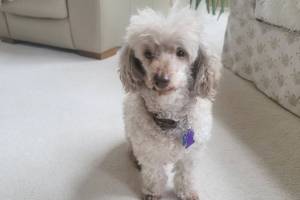 Old carpet and dogs go together like rug stains and red wine.