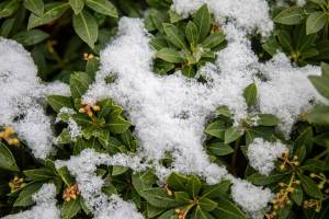 A light dusting of snow covers a plant after morning snowfall on Wednesday, Feb. 22, 2023, in Everett, Washington. (Annie Barker / The Herald)