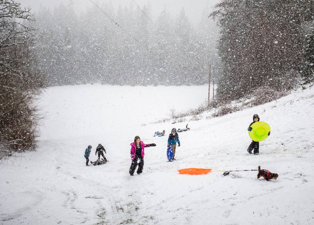 Brownie, a long-haired dachshund, helps pull a sled up a hill while children sled in Forest Park on Tuesday, in Everett. (Olivia Vanni / The Herald)