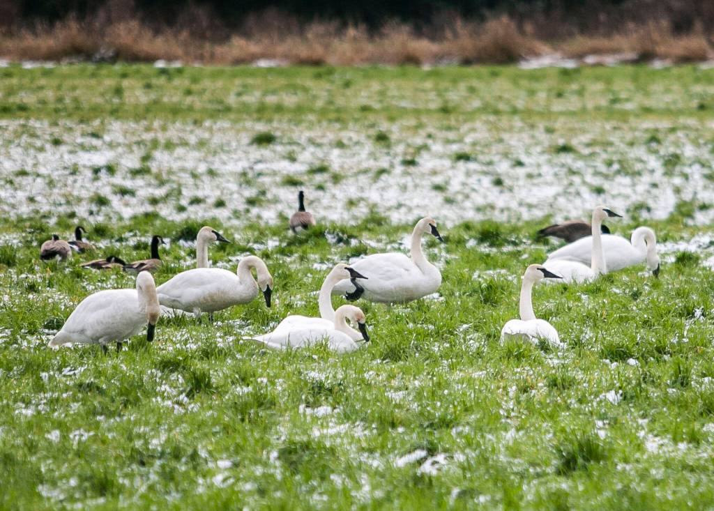 Snow geese sleep and graze in a field covered in a dusting of snow on Tuesday, in Arlington. (Olivia Vanni / The Herald)