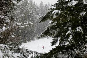 Avery Nicolayeff, 11, walks through an open field covered in snow at Forest Park on Tuesday, Feb. 28, 2023 in Everett, Washington. (Olivia Vanni / The Herald)