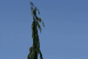 Xanthocyparis nootkatensis ‘Green Arrow’ WEEPING ALASKAN YELLOW CEDAR (Richie Steffen)