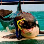 FILE - In this March 9, 1995 file photo, trainer Marcia Hinton pets Lolita, a captive orca whale, during a performance at the Miami Seaquarium in Miami. The new owners of the Miami Seaquarium will no longer stage shows with its aging orca Lolita under an agreement with federal regulators. MS Leisure, a subsidiary of The Dolphin Company, said in a news release it completed acquisition of the Seaquarium on Thursday, March 3, 2022.    (Nuri Vallbona/Miami Herald via AP, File)
