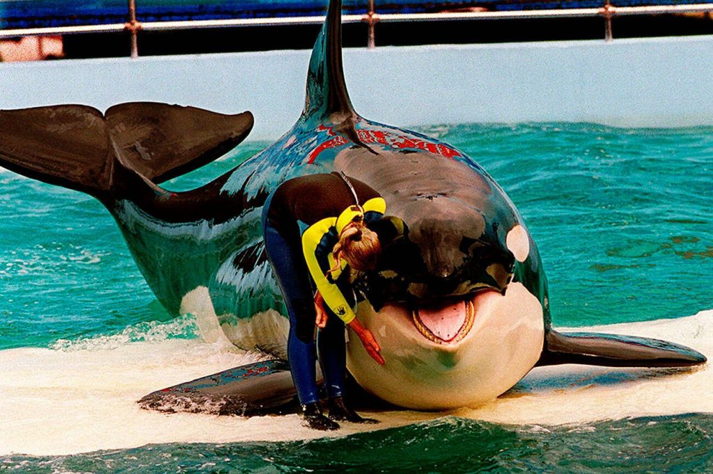 FILE - In this March 9, 1995 file photo, trainer Marcia Hinton pets Lolita, a captive orca whale, during a performance at the Miami Seaquarium in Miami. The new owners of the Miami Seaquarium will no longer stage shows with its aging orca Lolita under an agreement with federal regulators. MS Leisure, a subsidiary of The Dolphin Company, said in a news release it completed acquisition of the Seaquarium on Thursday, March 3, 2022.    (Nuri Vallbona/Miami Herald via AP, File)