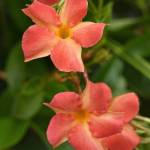 Mandevillea Coral Orange Sunrise