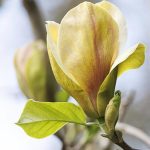 Magnolia Sunsation