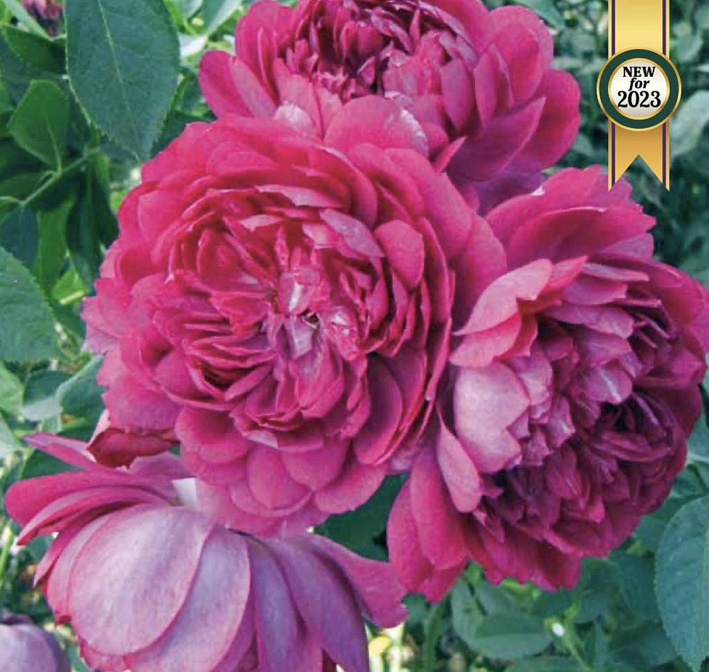 Sultry Night shrub rose