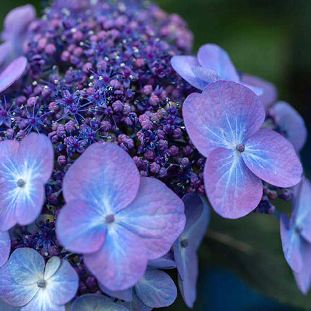Hydrangea macrophylla Pop Star