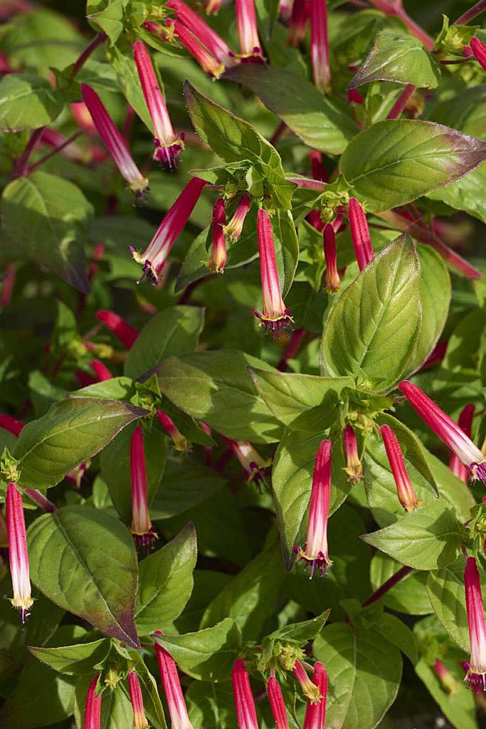 Cuphea Hummingbird Lunch