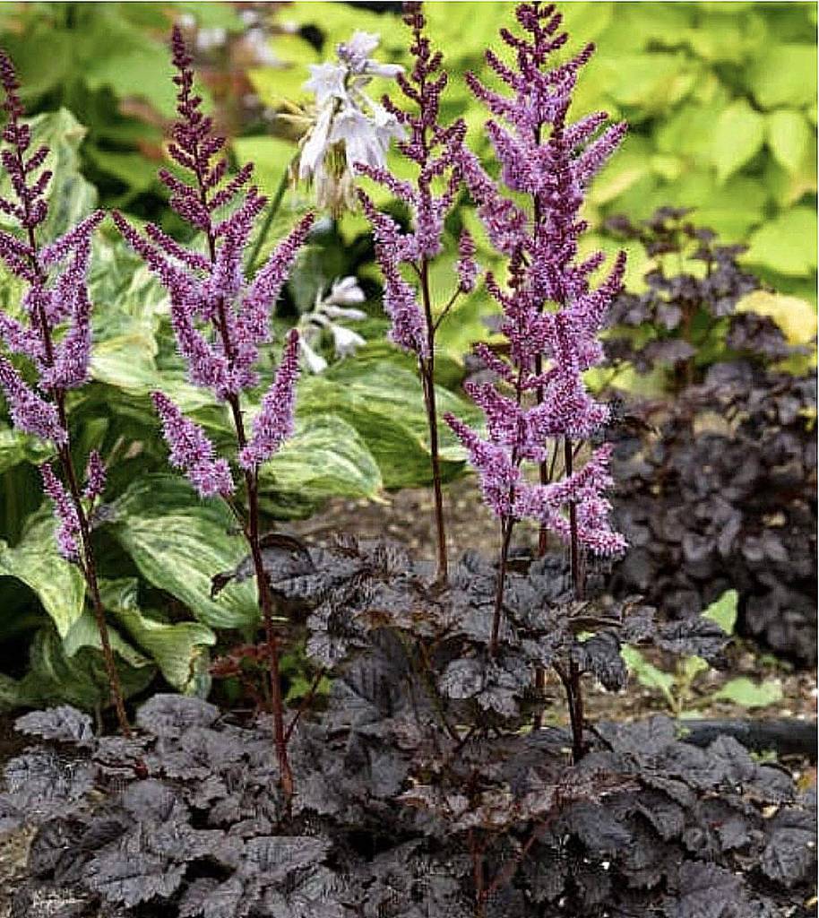 Astilbe Dark Side of the Moon
