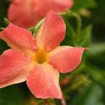 Mandevillea Coral Orange Sunrise