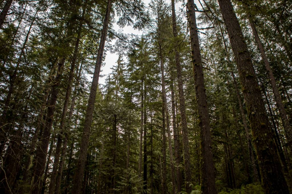 Trees near Darrington Elementary School on Feb. 17 in Darrington. Environmental and outdoor education lessons are woven throughout the in-school and after-school activities in this small community, thanks to the Glacier Peak Institute. The non-profit arose from community concerns in the wake of the Oso landslide disaster. (Annie Barker / The Herald)