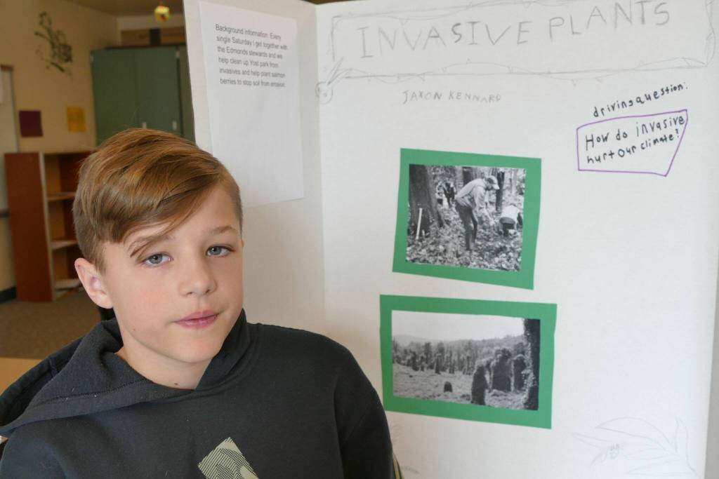 Maplewood Parent Cooperative eighth grader Jaxon Kennard helped removed invasive plants as his climate class project on Feb. 22 in Edmonds. (Julie Titone / The Herald)