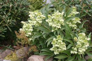 The Corsican hellebore, the largest of the species hellebores, is tough and long lived if left undisturbed. (Richie Steffen)